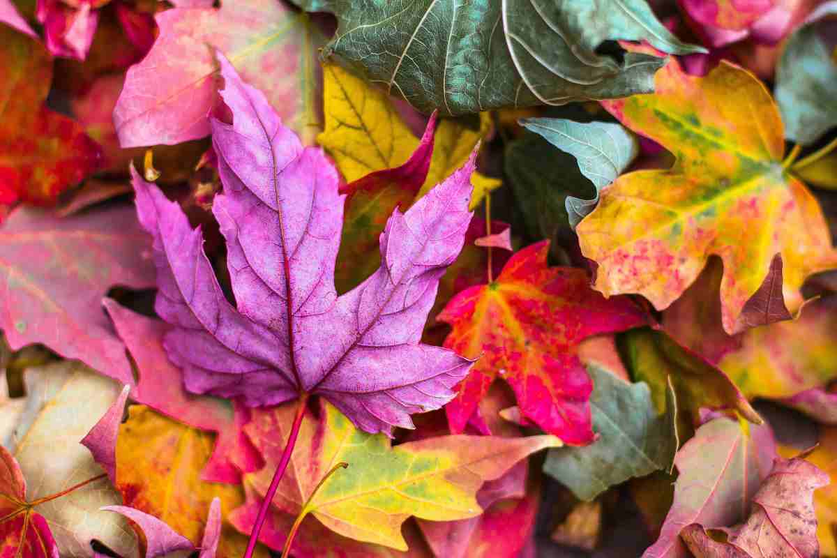 Foglie di diversi colori cadute a terra