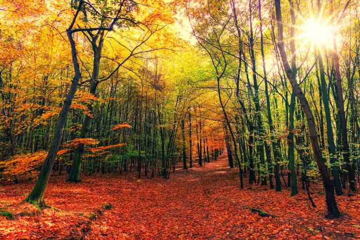 Paesaggio autunnale