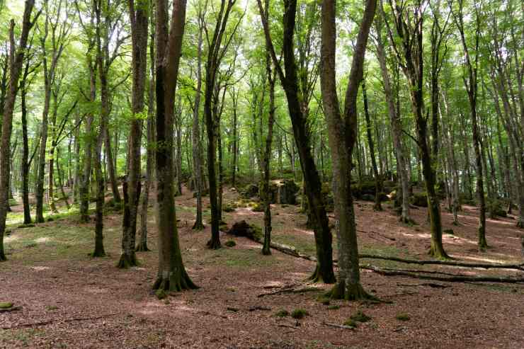 Foresta sul Monte Cimino