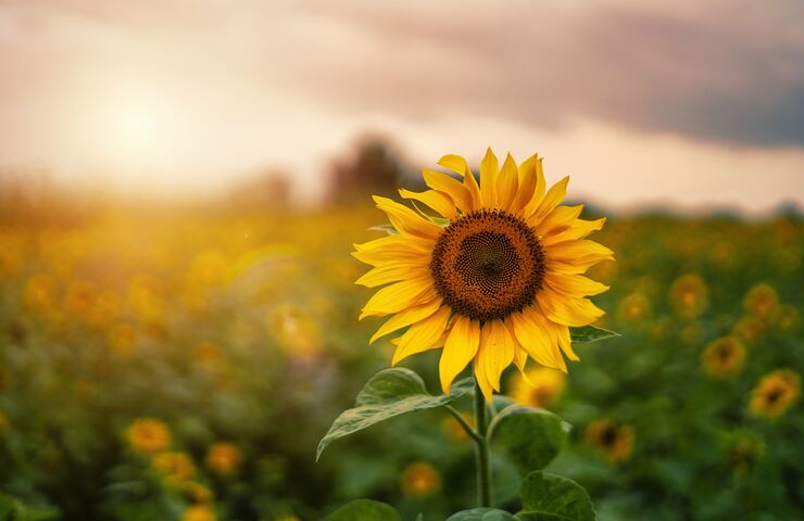 girasole in un campo