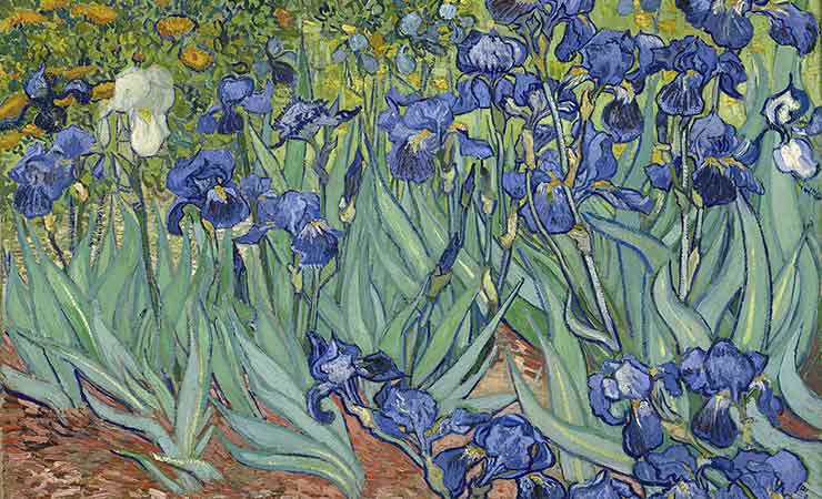 iris van gogh